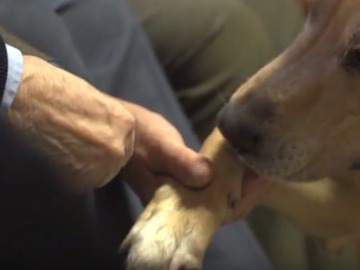 Perros como terapia en residencias y hospitales de la Comunidad de Madrid