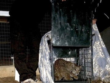 Sueltan a dos linces ibéricos en el área de Guarrizas, en Jaén