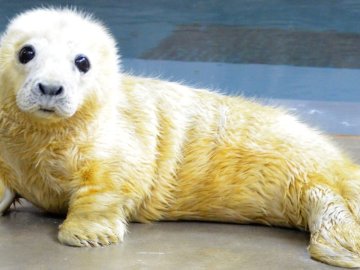 Cría de foca nacida en el Smithsonian