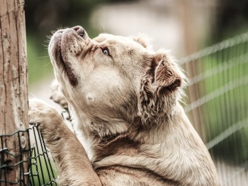 Denuncian a dos empresas por sacrificar de forma masiva a animales sanos