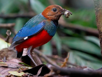 La pita ventirroja, el pájaro que es doce especies en una