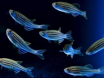 El aumento de las temperaturas origina peces hembras con genes masculinos