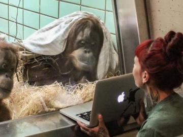 Un zoo de Holanda crea una versión de Tinder para que sus orangutanes encuentren pareja 