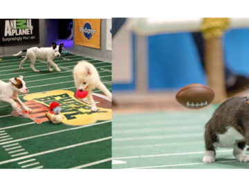 Perros y gatos también pueden participar en su propia Super Bowl