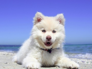 Cachorro en una playa