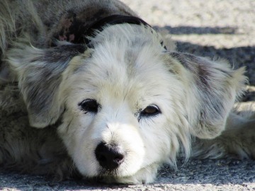 Madrid prohíbe el sacrificio de animales abandonados con multas de hasta 45.000 euros