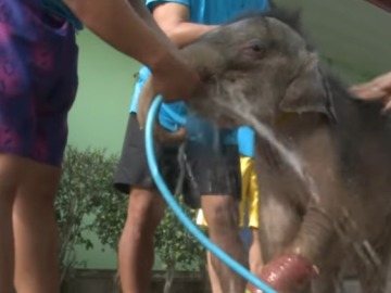 Una cría de elefante vuelve a caminar gracias a la hidroterapia