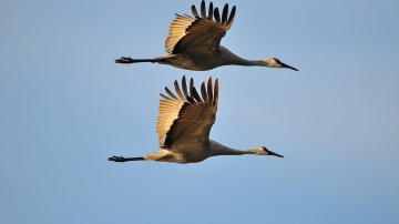 Las grullas, símbolo de fidelidad, vuelan durante la migración en pareja