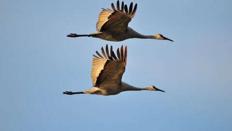 Las grullas, símbolo de fidelidad, vuelan durante la migración en pareja Las grullas, símbolo de fidelidad, vuelan durante la migración en pareja