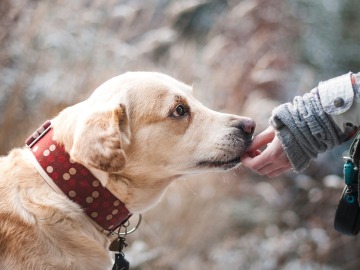 El Congreso apoya por unanimidad que los animales no sean considerados "cosas"