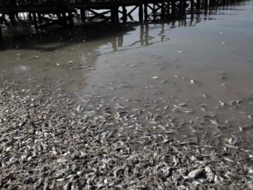 Miles de sardinas aparecen muertas en la costa del Pacífico Central