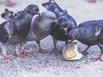Barcelona quiere reducir el número de palomas mediante anticonceptivos en el pienso