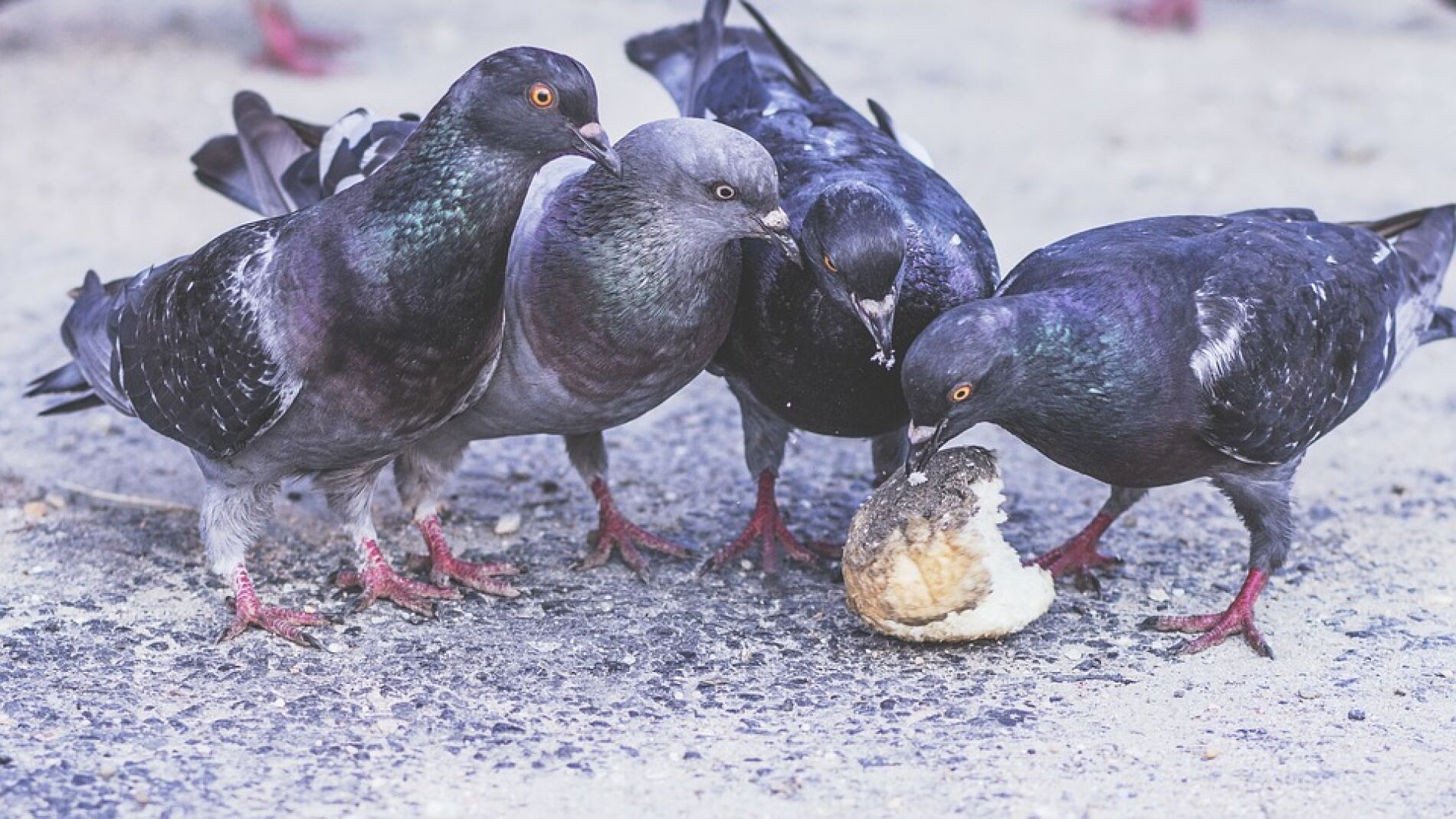 Barcelona quiere reducir el número de palomas mediante anticonceptivos en el pienso