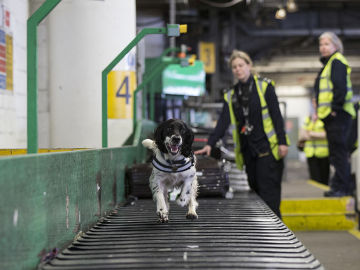 Un perro corre por una cinta transportadora en un aeropuerto