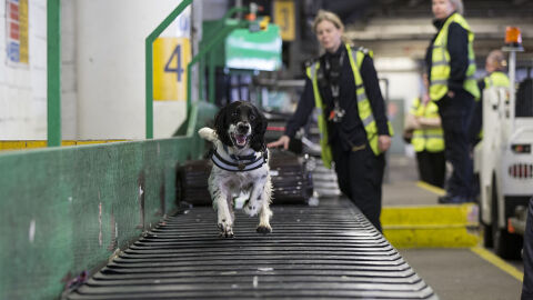 Un perro corre por una cinta transportadora en un aeropuerto