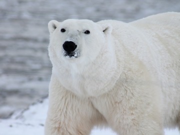 Celebramos el Día Internacional de Oso Polar, el símbolo más preciado del Ártico