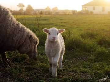 PACMA pide a las Comunidades Autónomas que regulen los santuarios de animales