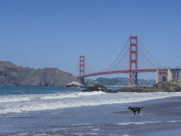 San Francisco obliga a las tiendas de mascotas a vender solo animales rescatados