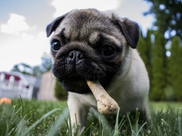 Cinco consejos para alimentar a tu perro de forma correcta