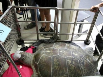 Salvan a una tortuga tras extraerle cinco kilos de monedas de su estómago 