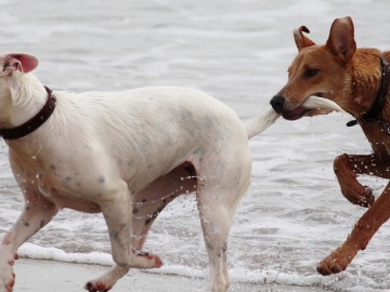 El Congreso prohíbe cortar el rabo a los perros por motivos estéticos