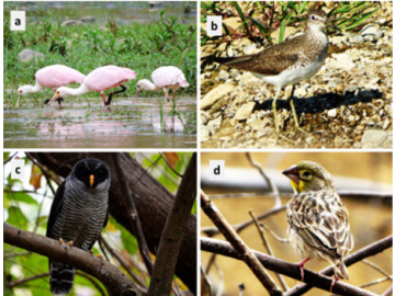 Descubren cuatro nuevas especies de aves en una zona muy amenazada del planeta