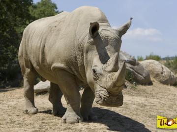 Matan al rinoceronte 'Vince' en un zoo de Francia para robarle su cuerno