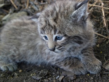 Cría de lince 