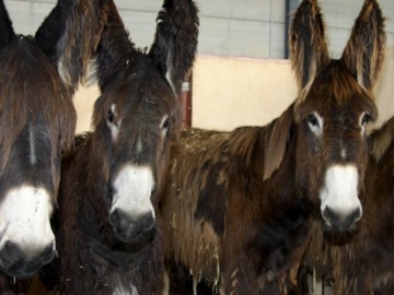 La solución para la protección del lobo ibérico podría estar en los burros