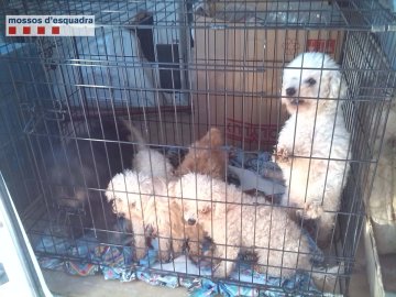 Detienen a un criador ilegal que cortaba las cuerdas vocales a perros