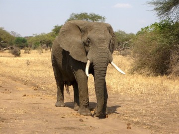 Ejemplar de elefante africano