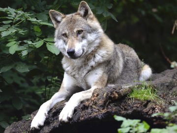 El lobo ibérico se encuentra en grave peligro en Guadalajara