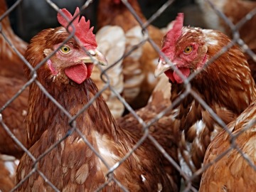 México debate condenar el maltrato animal tras una denuncia de Igualdad Animal