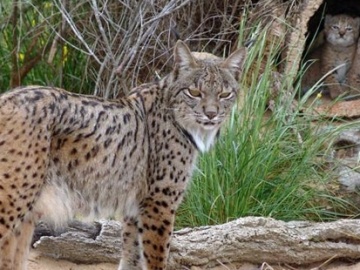 La nueva cría es hija de Castañuela y nieta de Saliega, ambas en la foto