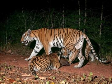 Descubren una nueva población de tigre de Corbett en Tailandia 