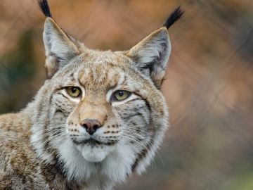 Andalucía cuenta con casi 400 linces