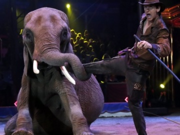 Imagen de un circo con animales