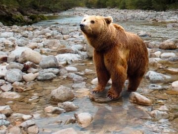 Nacen diez oseznos en el Pirineo en 2016, un hito histórico desde su reintroducción 
