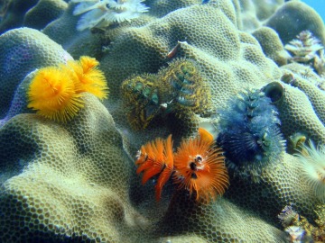 Ecosistemas marinos del Mediterráneo