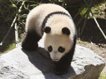 La reina Sofía, madrina de Chulina, la nueva osa panda del zoo de Madrid