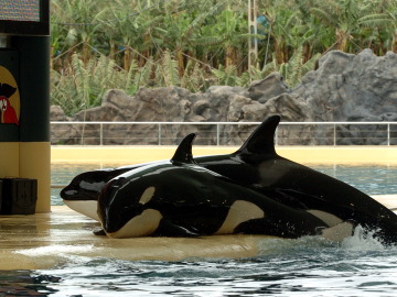 Nace la última orca en cautividad de SeaWorld 