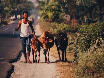  El Gobierno Indio estudia crear refugios para las vacas abandonadas en el país