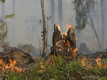 Asturias sufre 254 incendios forestales en los últimos días 