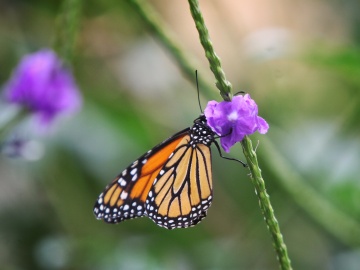 Científicos descubren cómo las mariposas consiguen obtener los colores de sus alas 