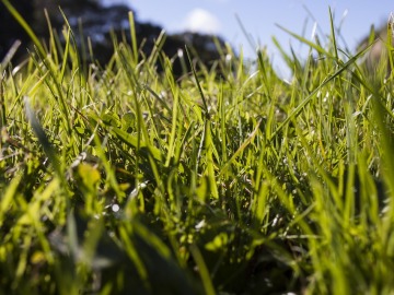 Una investigación alerta del riesgo de invasión de especies vegetales en la Antártida 