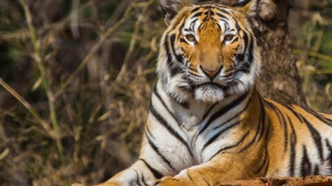 Tigre Tigre