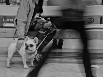 Unos 350 perros se desplazan al día en el Metro de Madrid 