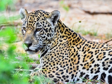 Jaguar salvaje en Pantanal (Brasil)
