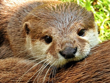 El 'Proyecto Nutria', una iniciativa para salvar a estos animales de la extinción 