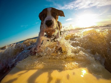 Perro en el mar